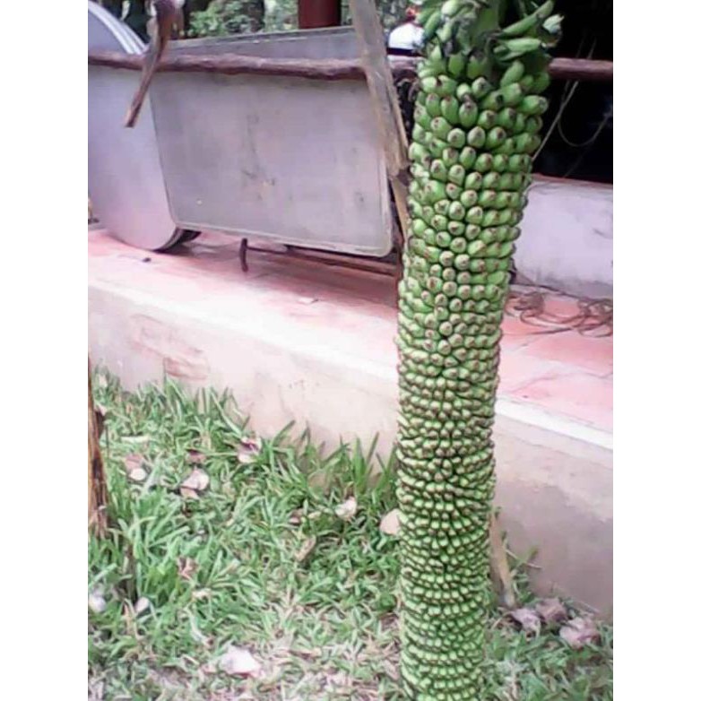 Cây chuối trăm nải ... 4 tháng cho ra trái