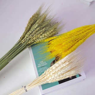 Cành lúa mạch khô nhiều màu decor trang trí sử dụng chụp ảnh - Bông lúa mạch