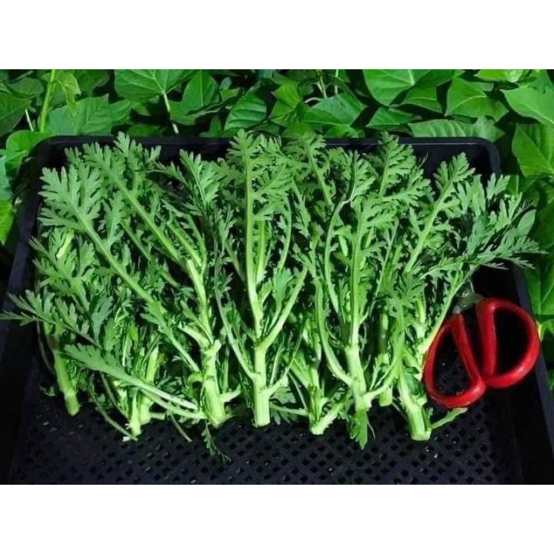 Hạt Giống Rau Tần Ô  Chịu Nhiệt, Năng Suất Cao 20gr