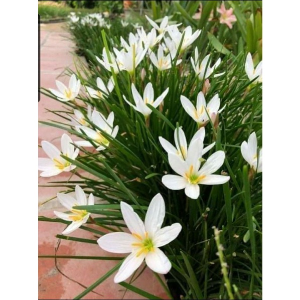 Củ Huệ mưa trắng
