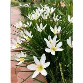 Củ Huệ mưa trắng