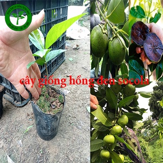 Giống cây hồng đen socola - Black sapote