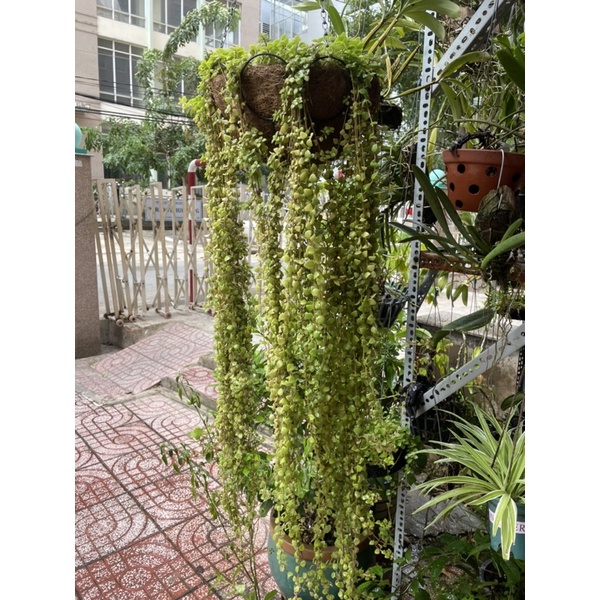 CÂY VẢY RỒNG