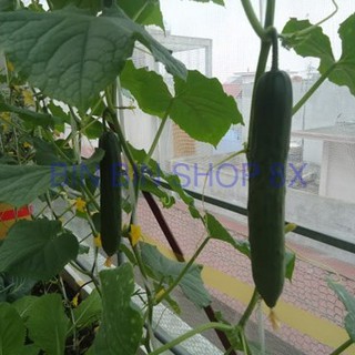 Hạt giống dưa chuột nhật F1 - 1gr