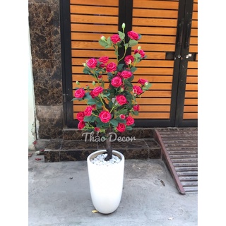 Cây hoa hồng cánh xoăn ( 1m2- ảnh thậ)