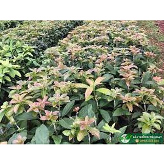 Cây  Giống bơ cuba M3