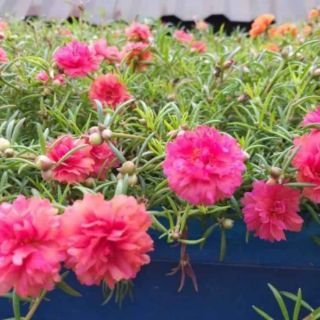 5 cành Hoa Mười giờ mix màu (cây đủ hoa, nụ )