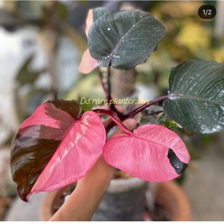 philodendron pink princess (cây công chúa hồng) cao trên 30 cm