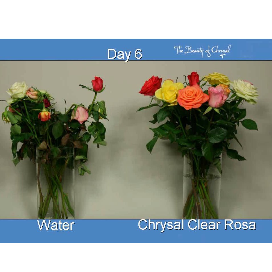 NƯỚC DƯỠNG HOA LÂU TÀN HÀ LAN Chrysal -