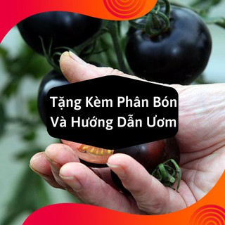 Combo 2 Gói Hạt Giống Cà Chua Đen