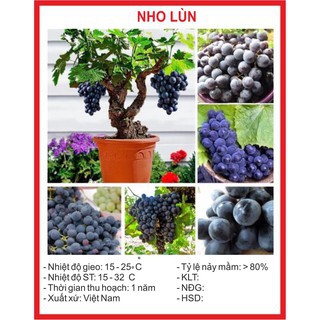 Hạt giống Nho lùn 100 Hạt gaubabyshop18