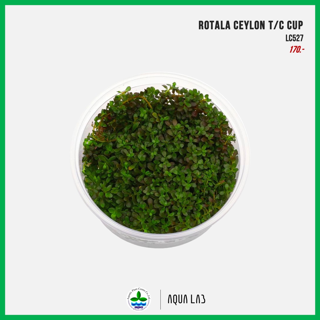 [APC] Rotala ceylon (Rotala ceylon / Rotala Sri Lanka) [Thực vật thủy sinh] LC527