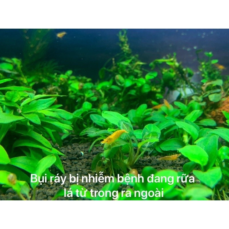 Dung dịch thủy sinh T Doctor - phòng và trị rửa thân ở cây ráy, bucep phân nước