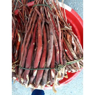 Sâm cau đỏ Tây Bắc 1kg