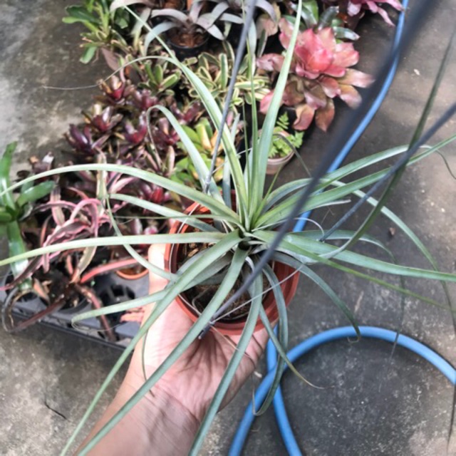 Cây không khí Tillandsia fasciculata