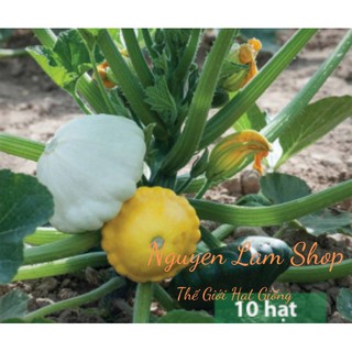 9 HẠT GIỐNG BÍ NGÒI ĐĨA BAY MIX MÀU
