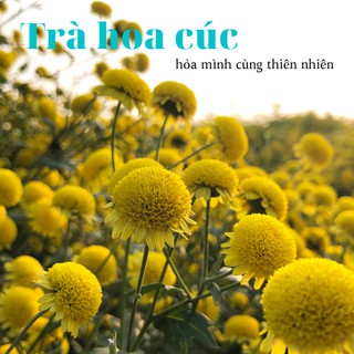 Cúc làm trà (cúc cổ, cúc kim, cúc chi vàng, cúc bạch) - chậu lớn