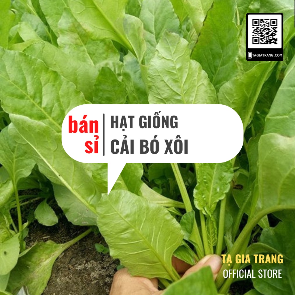 [Bán sỉ] - Hạt Giống Rau Cải Bó Xôi Chịu Nhiệt - Rau Chân Vịt, Rau Bina