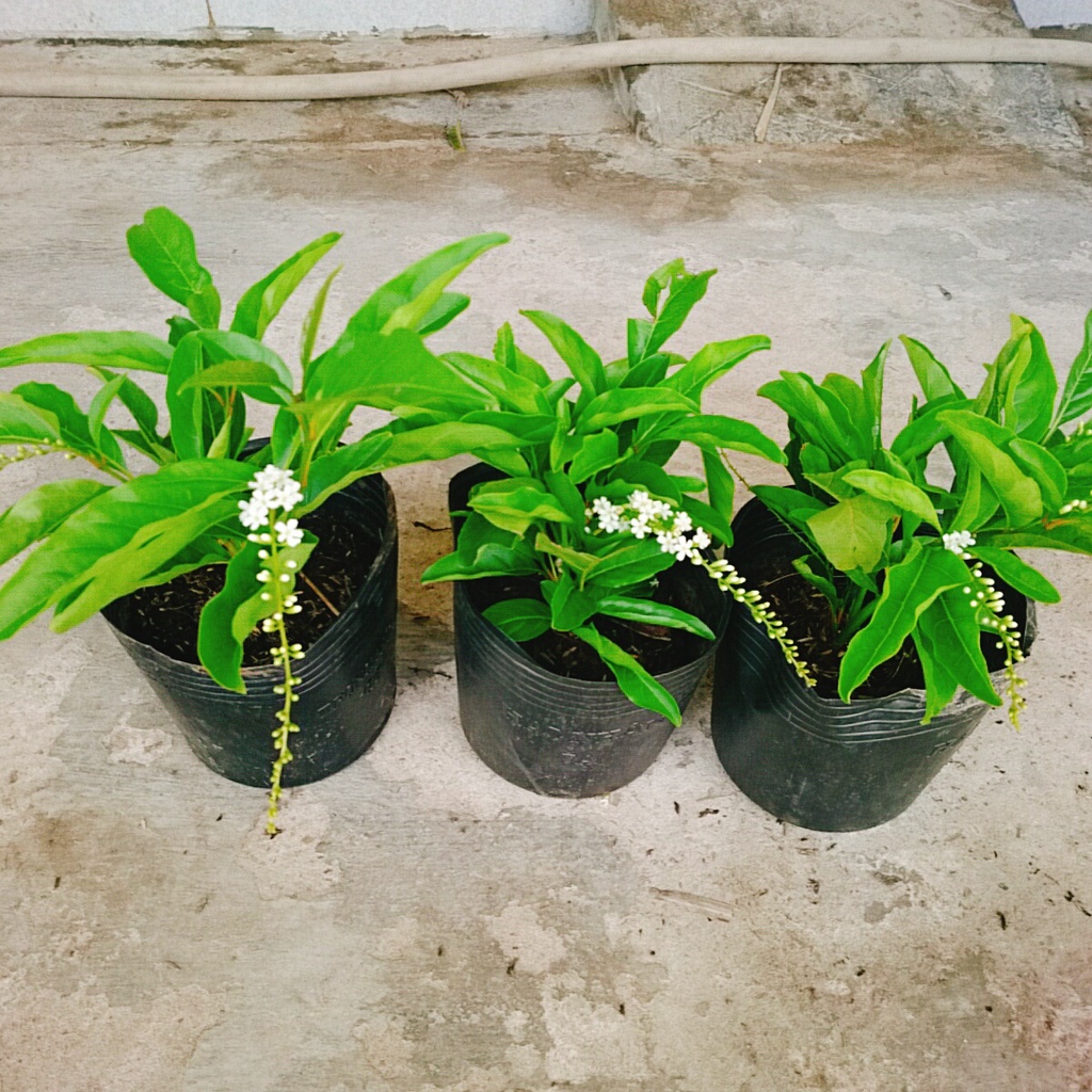 Cây Lài Thái  - hoa trên 10 ngày mới tàn cùng với hương thơm ngào ngạt