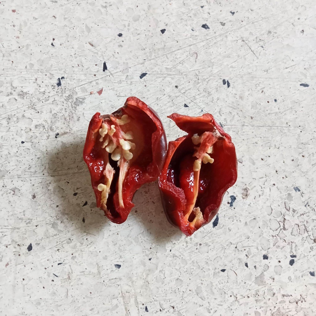 5 Hạt Giống Ớt Habanero Chocolate
