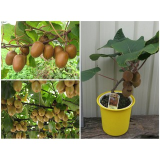 BỘ HẠT GIỐNG KIWI LÙN XANH F1