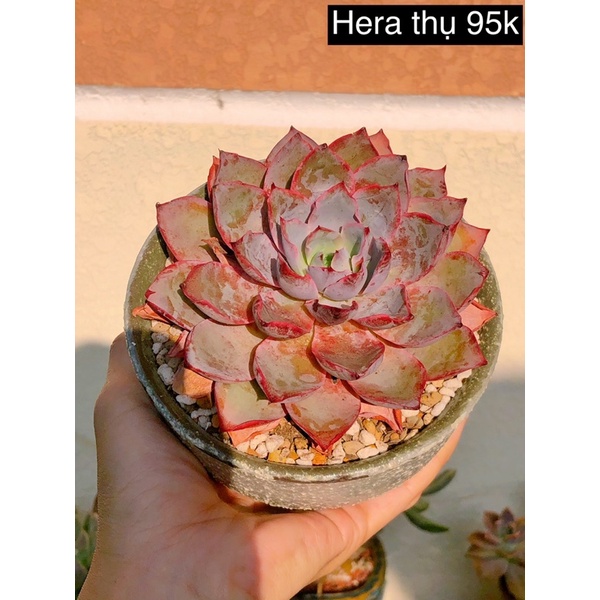 SEN ĐÁ HERA THỤ