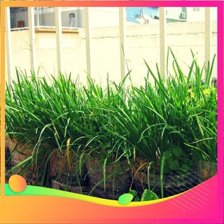 Hạt giống hẹ ta - 5 gram hạt vietgar