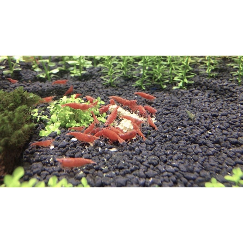 Rau Bina - BINA FOOD - Thức Ăn Cho Tép Cảnh Chuyên Dụng