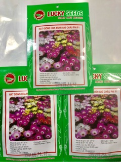 HẠT GIỐNG HOA MƯỜI GIỜ CHÂU PHI F1
