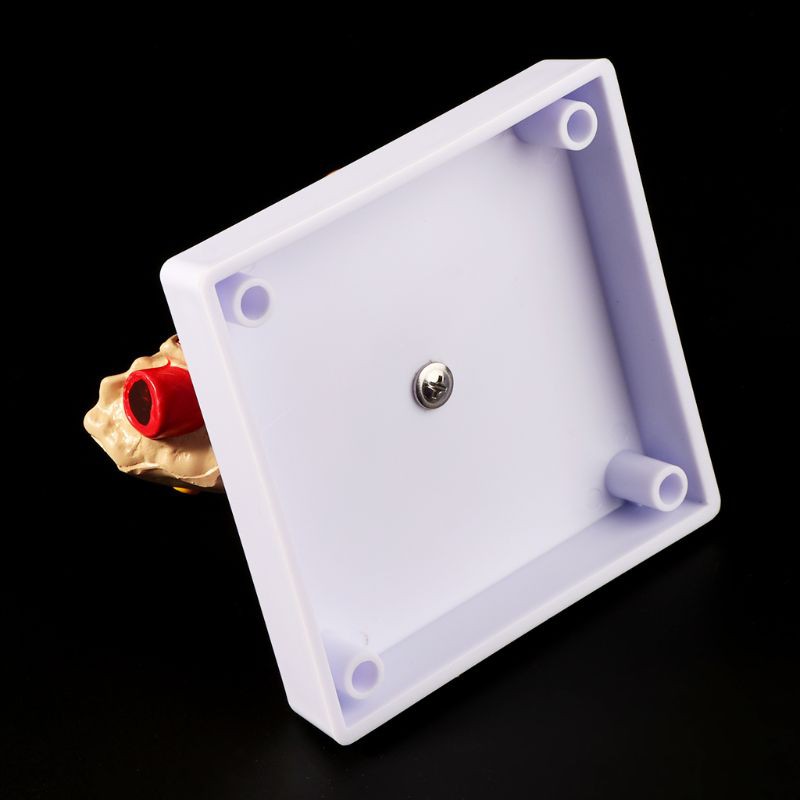 Mô hình giải phẫu tai người bằng 1.5 lần so với kích thước thật dùng trong giảng dạy chuyên nghiệp chất lượng