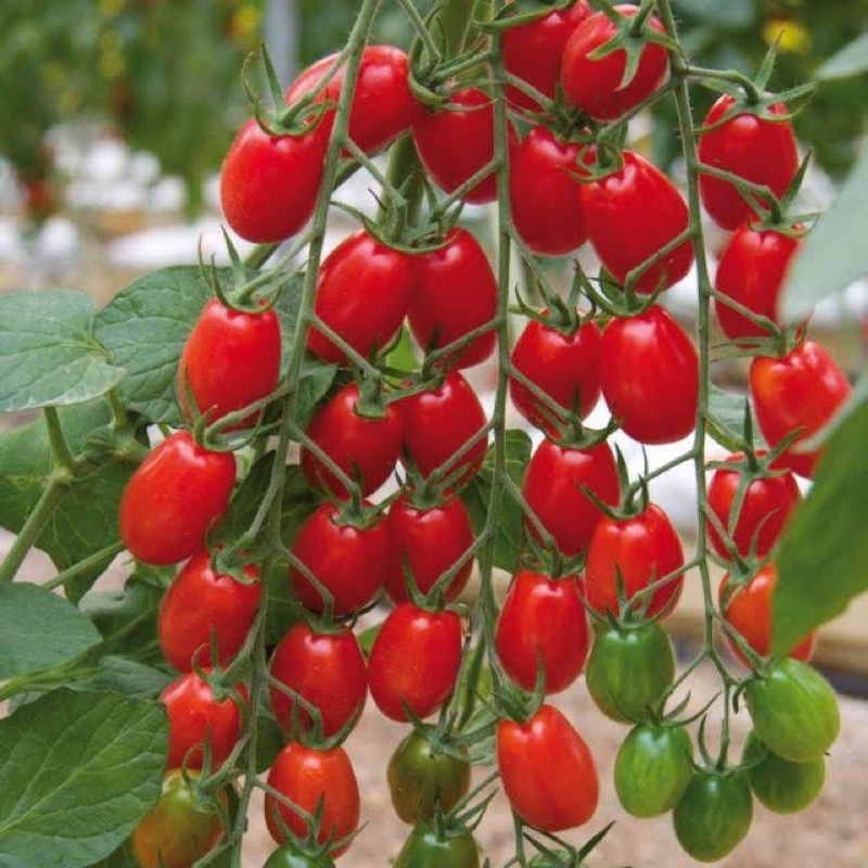 Hạt Giống Cà Chua Bi F1 Cherry Đỏ Lai