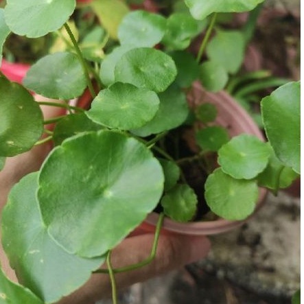 Chậu rau má đồng tiền luôn chậu để bàn