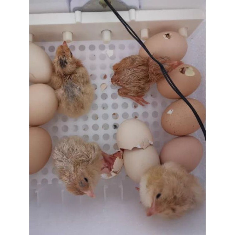 XẢ THANH LÝ [ Săn Sales] 10.10 NEW - (Hàng nhập khẩu) Máy ấp trứng tự động 16 quả đầy kho ! . . Hàng Chuẩn auth ｡