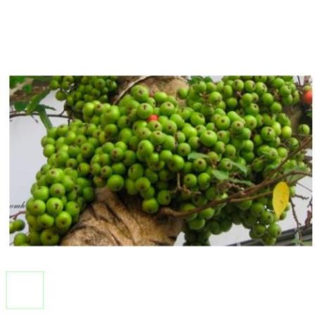Quả Sung Khô thái lát 200gr