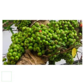 Quả Sung Khô thái lát 200gr
