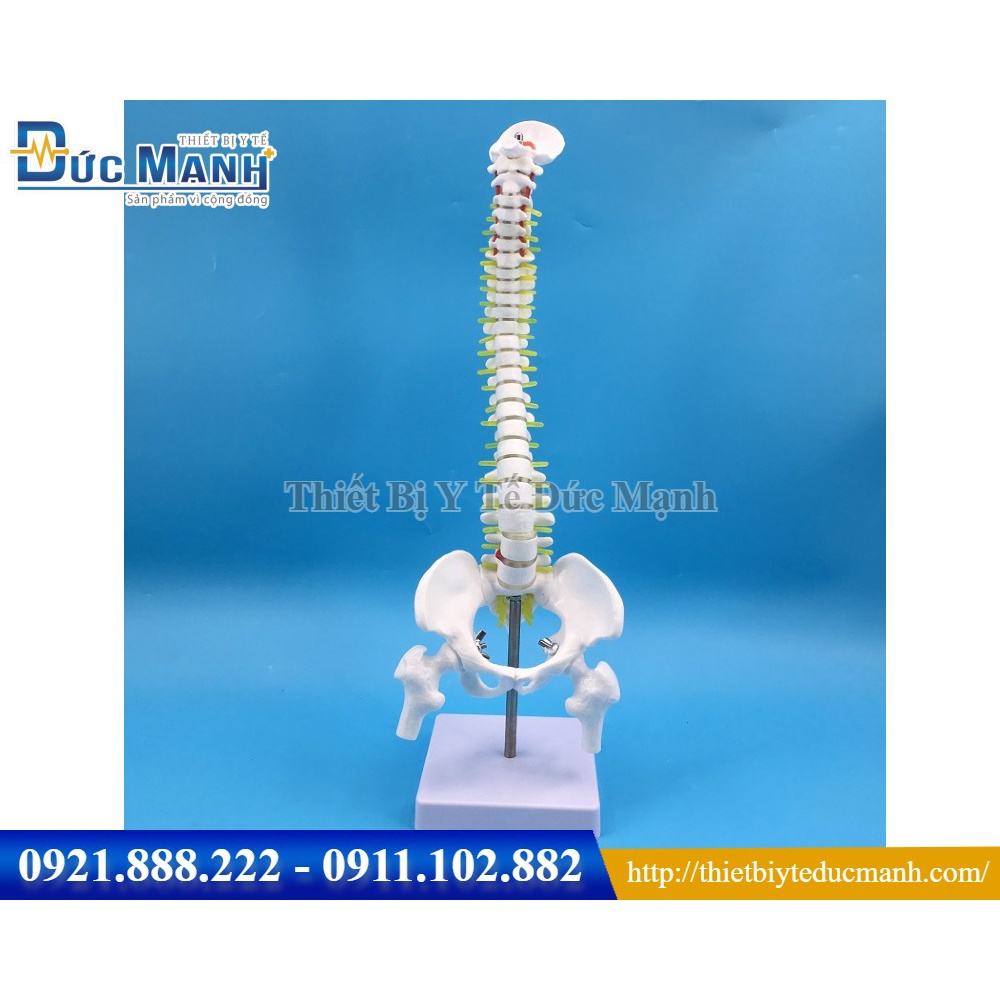 Mô hình xương cột sống 45cm
