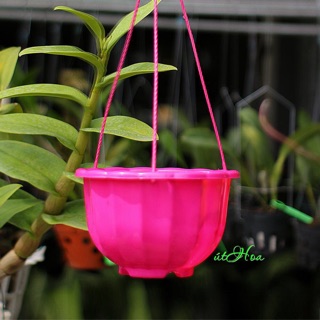 Chậu treo bí lớn đủ màu (kèm quai treo)