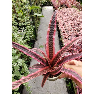 dứa hồng  phụng