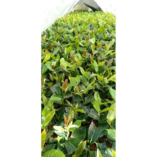 combo 3 cây giống hải đường