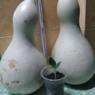 10 hạt bầu hồ lô - trái gần 10kg