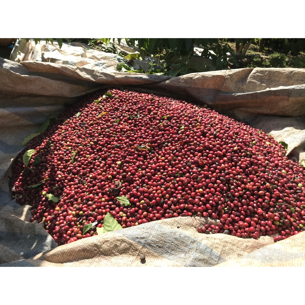 Cà Phê Bột Little Lyly Coffee pha phin/cold brew/pha máy dòng hiện đại CÓ VỊ CHUA THANH (Fruity) | BigBuy360 - bigbuy360.vn