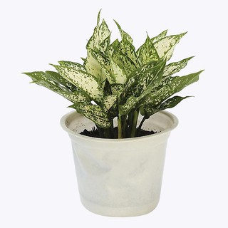 Cây Ngọc ngân để bàn giảm stress, hút may mắn, làm quà tặng tình yêu