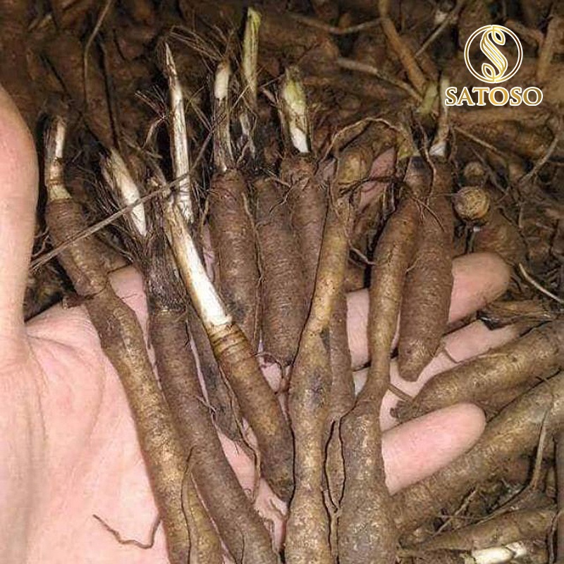 Sâm cau đen (Tiên mao) SATOSO 1kg thượng hạng tốt cho sinh lực nam giới SA55