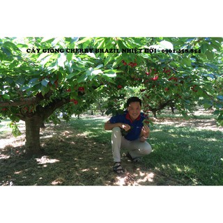 COMBO 1 CÂY TÁO ĐỎ & 1 CÂY CHERRY