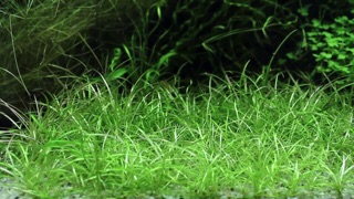 CỎ ĐỎ thủy sinh 35-45 cây KHÔNG CO2