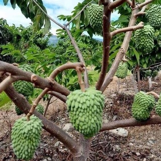 Cây Giống Na Sầu Riêng