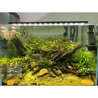 ĐÈN LED 5 HÀNG QUANLONG SIÊU SÁNG ĐỔI MÀU 100CM