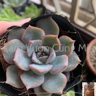 Sen Đá Liên Đài Tím 💜💜💜 Size Bầu - Size Trung