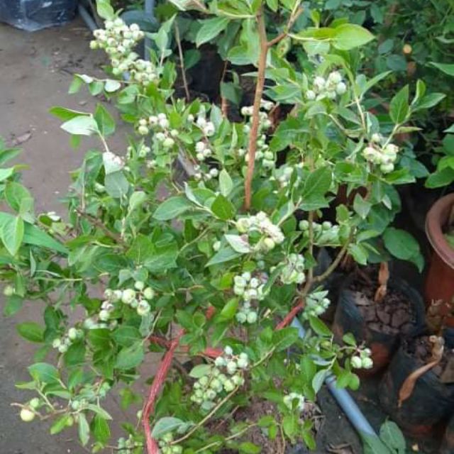CÂY VIỆT QUẤT