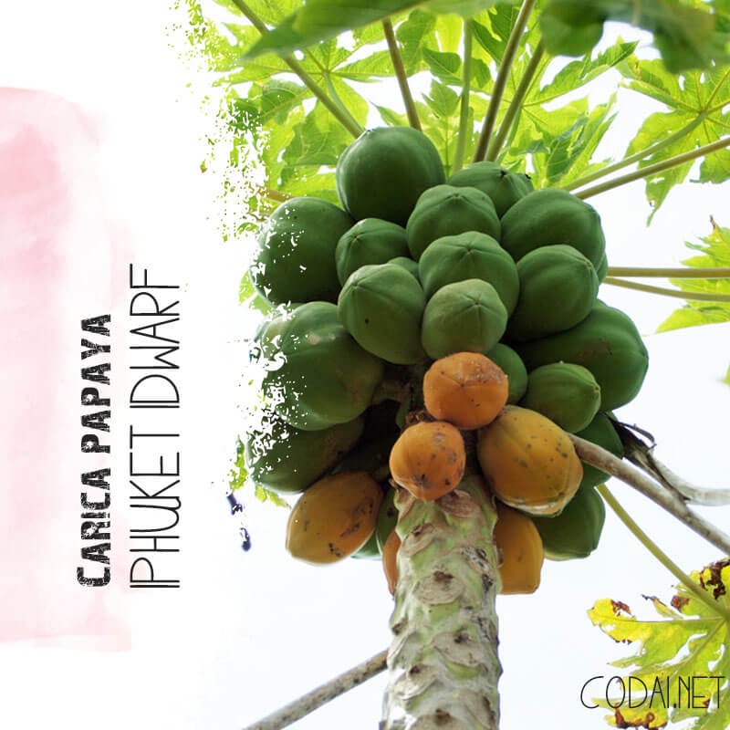 Cây giống Carica papaya Phuket Dwarf (Đu Đủ Lùn Phuket Siêu Quả) chậu nhựa